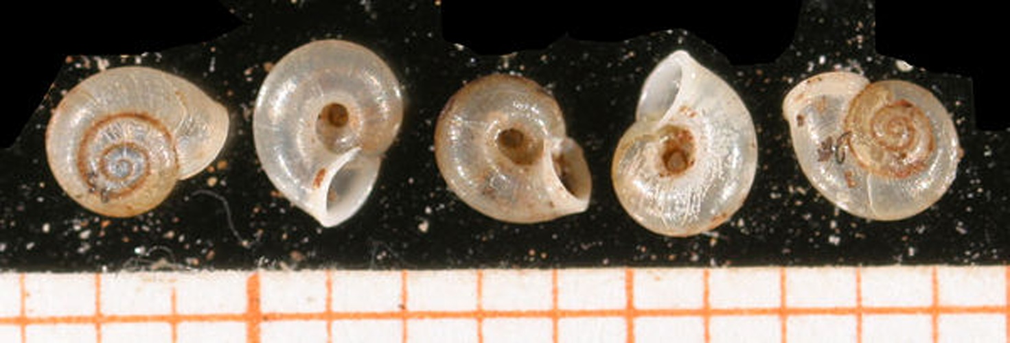 Vallonia excentrica © Francisco Welter Schultes <a rel="nofollow" class="external autonumber" href="http://www.animalbase.uni-goettingen.de/zooweb/servlet/AnimalBase/home/collaborator?id=7">[1]</a>