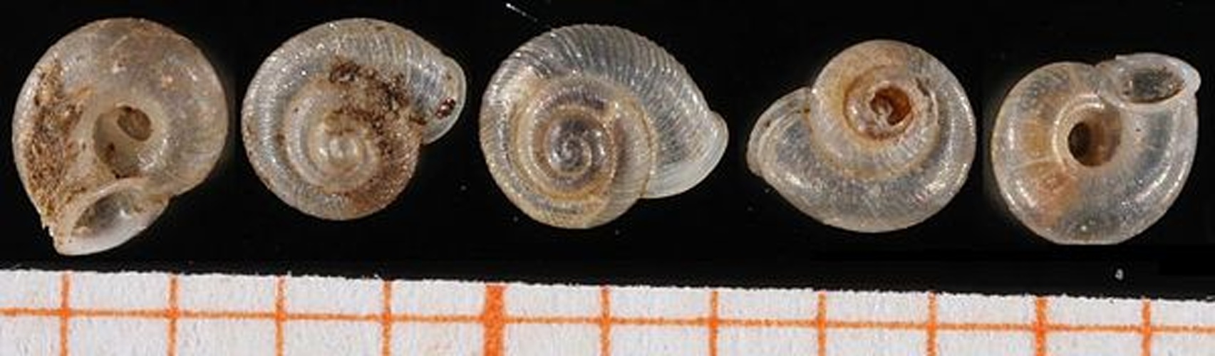 Vallonia enniensis &copy; <a rel="nofollow" class="external text" href="http://www.animalbase.uni-goettingen.de/zooweb/servlet/AnimalBase/home/collaborator?id=7">Francisco Welter Schultes</a>