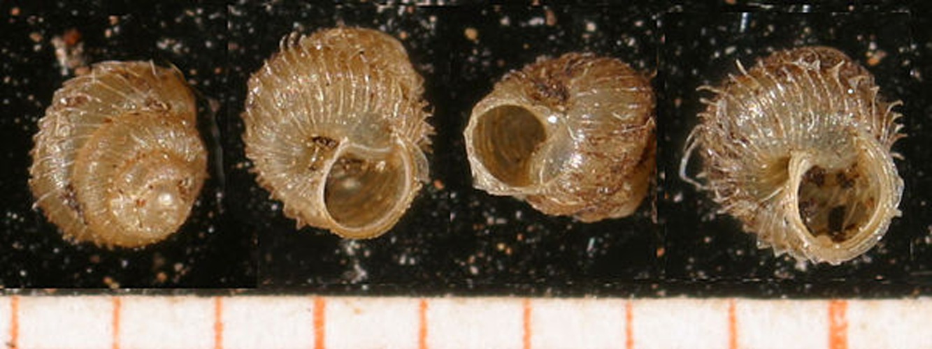 Acanthinula aculeata &copy; <a rel="nofollow" class="external text" href="http://www.animalbase.uni-goettingen.de/zooweb/servlet/AnimalBase/home/collaborator?id=7">Francisco Welter Schultes</a>