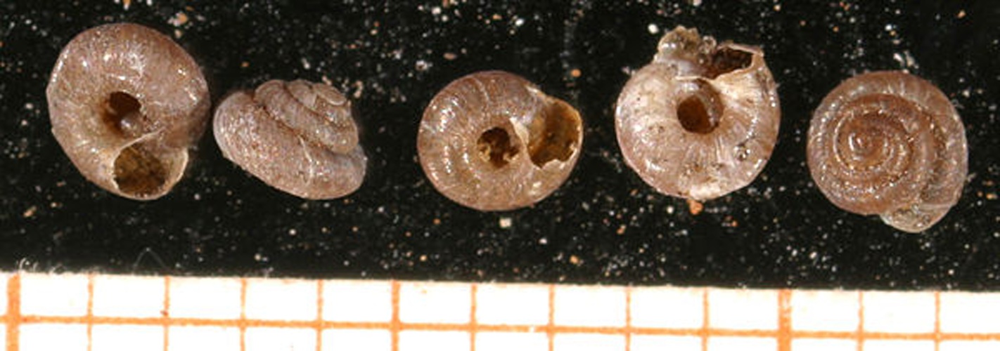 Pyramidula rupestris &copy; <a rel="nofollow" class="external text" href="http://www.animalbase.uni-goettingen.de/zooweb/servlet/AnimalBase/home/collaborator?id=7">F. Welter Schultes</a>