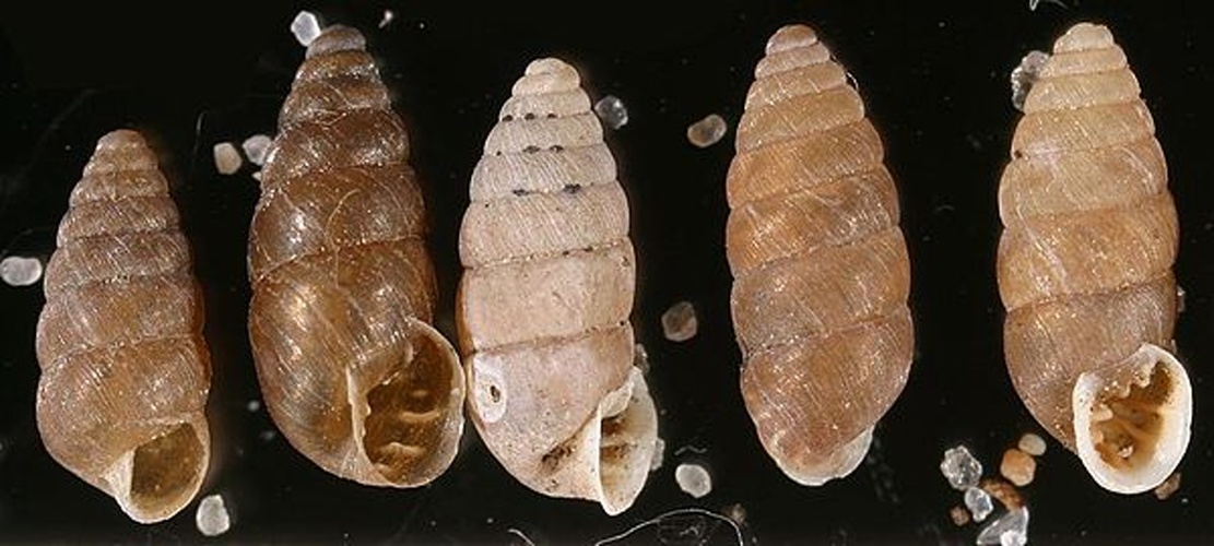 Granaria frumentum &copy; Francisco Welter Schultes