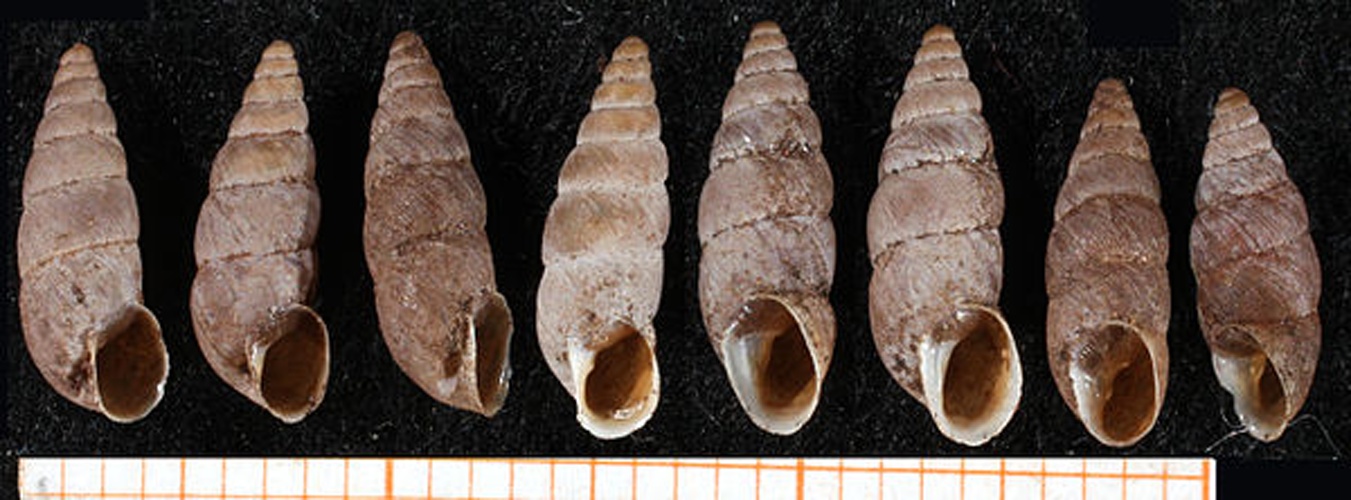 Solatopupa cianensis &copy; Francisco Welter Schultes <a rel="nofollow" class="external text" href="http://www.animalbase.uni-goettingen.de/zooweb/servlet/AnimalBase/home/collaborator?id=7">License</a>