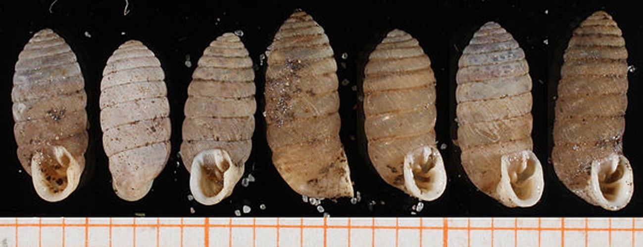 Abida cylindrica &copy; Francisco Welter Schultes <a rel="nofollow" class="external text" href="http://www.animalbase.uni-goettingen.de/zooweb/servlet/AnimalBase/home/collaborator?id=7">License</a>