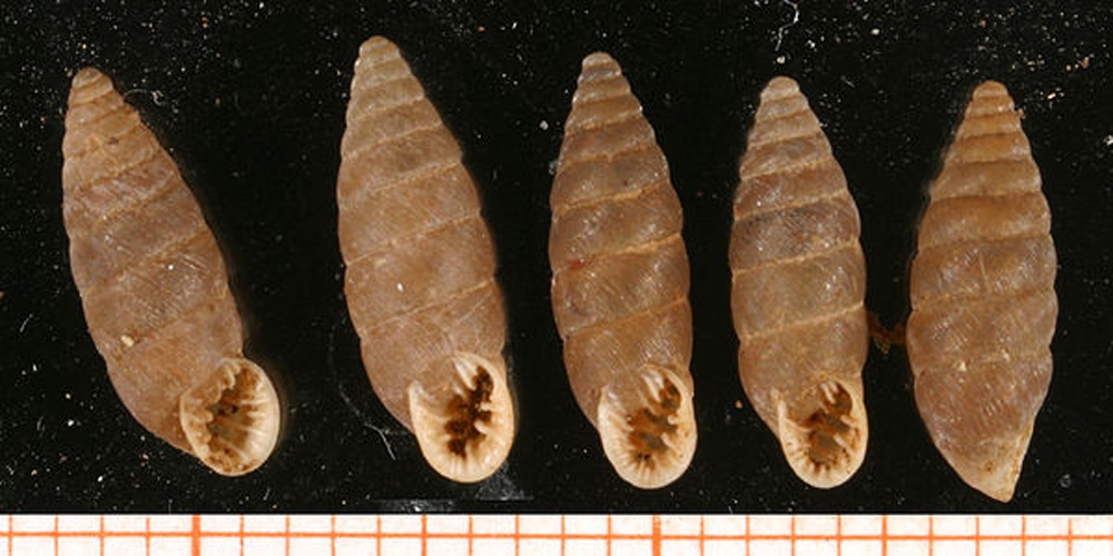 Abida polyodon &copy; Francisco Welter Schultes <a rel="nofollow" class="external text" href="http://www.animalbase.uni-goettingen.de/zooweb/servlet/AnimalBase/home/collaborator?id=7">License</a>