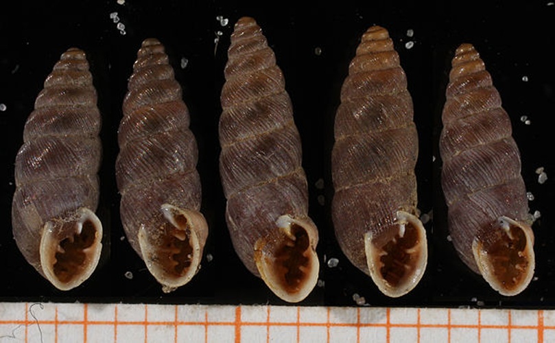 Chondrina bigorriensis &copy; Francisco Welter Schultes <a rel="nofollow" class="external text" href="http://www.animalbase.uni-goettingen.de/zooweb/servlet/AnimalBase/home/collaborator?id=7">Permission</a>