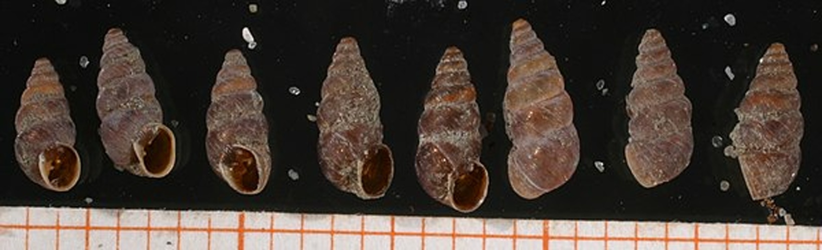 Chondrina ascendens © Francisco Welter Schultes <a rel="nofollow" class="external text" href="http://www.animalbase.uni-goettingen.de/zooweb/servlet/AnimalBase/home/collaborator?id=7">Permission</a>