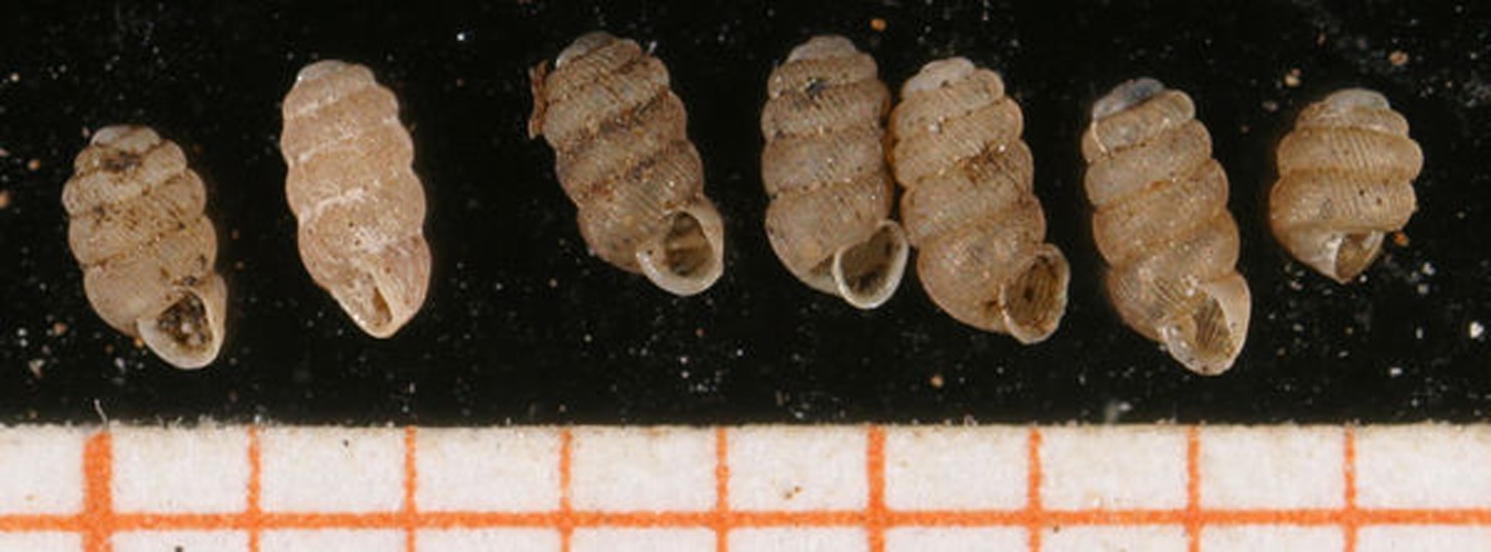 Truncatellina callicratis &copy; Francisco Welter Schultes <a rel="nofollow" class="external autonumber" href="http://www.animalbase.uni-goettingen.de/zooweb/servlet/AnimalBase/home/collaborator?id=7">[1]</a>