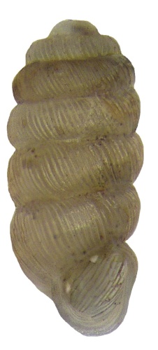 Truncatellina claustralis &copy; <a rel="nofollow" class="external text" href="https://www.flickr.com/people/30703260@N08">Udo Schmidt</a> from Deutschland