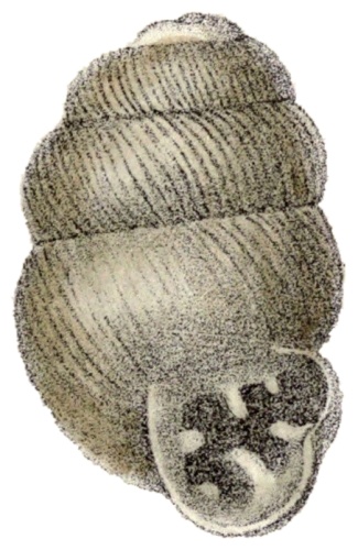 Vertigo substriata &copy; Pilsbry H. A. &amp; Charles Montague Cooke Jr.