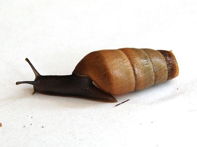 Decollate snail © <a href="//commons.wikimedia.org/wiki/User:Esculapio" class="mw-redirect" title="User:Esculapio">tato grasso</a>