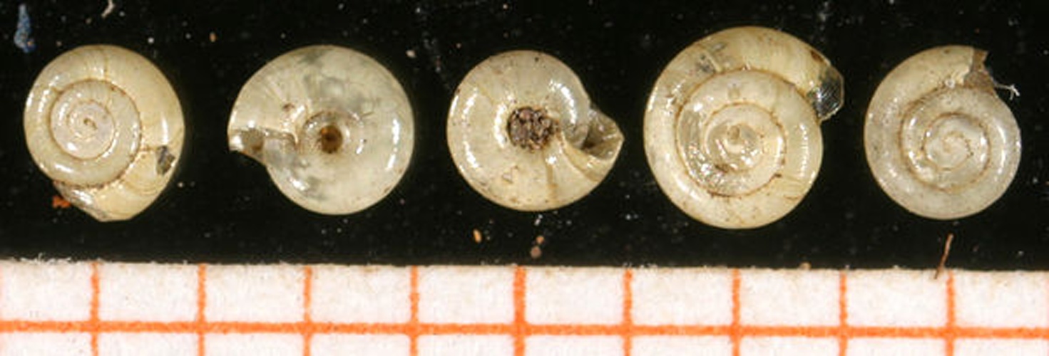 Lucilla singleyana &copy; <a rel="nofollow" class="external text" href="http://www.animalbase.uni-goettingen.de/zooweb/servlet/AnimalBase/home/collaborator?id=7">Francisco Welter Schultes</a>