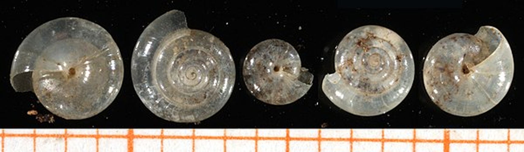 Vitrea subrimata © Francisco Welter-Schultes <a rel="nofollow" class="external text" href="http://www.animalbase.uni-goettingen.de/zooweb/servlet/AnimalBase/home/collaborator?id=7">permission</a>