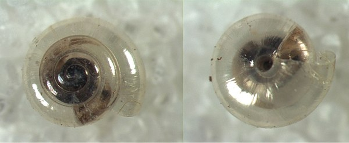 Vitrea crystallina &copy; <a href="//commons.wikimedia.org/wiki/User:Nefronus" title="User:Nefronus">Nefronus</a>