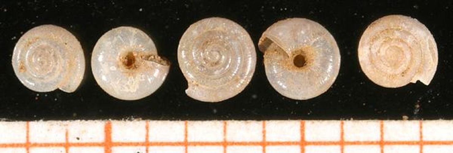 Vitrea contracta &copy; <a rel="nofollow" class="external text" href="http://www.animalbase.uni-goettingen.de/zooweb/servlet/AnimalBase/home/collaborator?id=7">Francisco Welter Schultes</a>