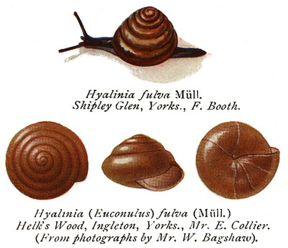 Euconulus fulvus &copy; Taylor, John William (1845-1931)