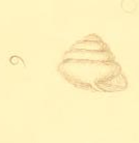 Euconulus trochiformis © George Montagu (1753-1815)