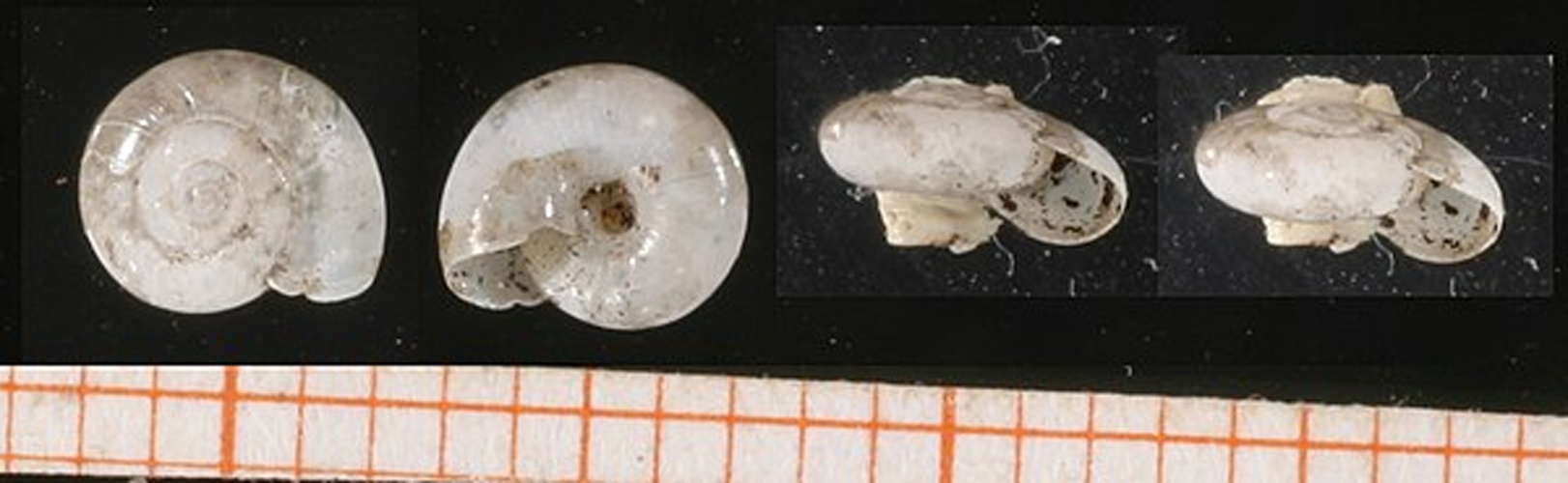 Oxychilus clarus &copy; Francisco Welter-Schultes <a rel="nofollow" class="external text" href="http://www.animalbase.uni-goettingen.de/zooweb/servlet/AnimalBase/home/collaborator?id=7">permission</a>]