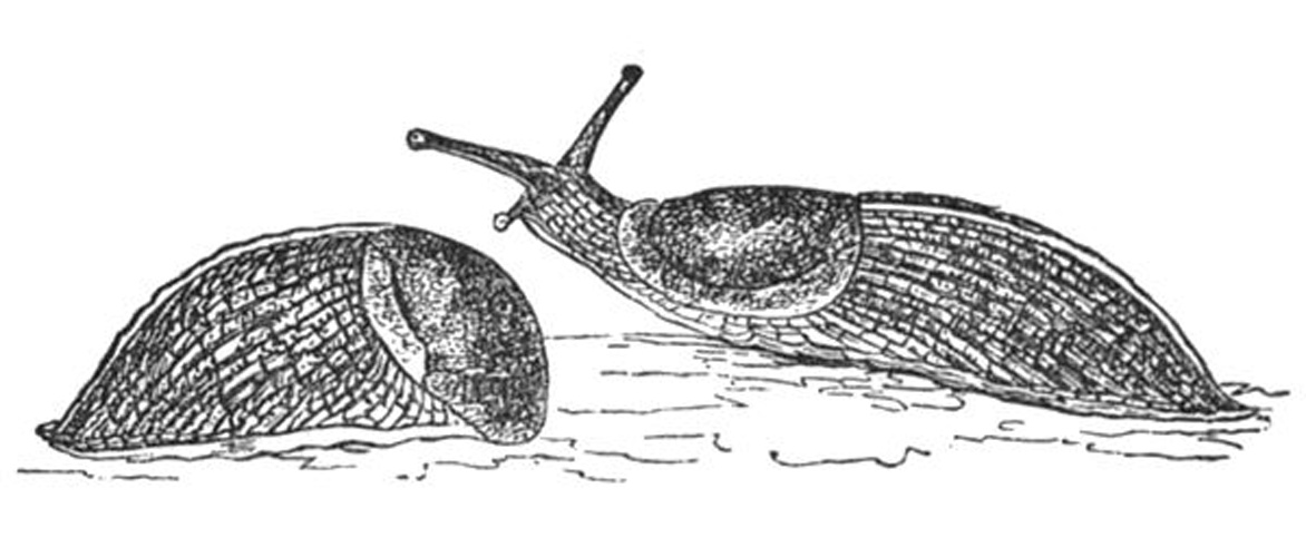 Tandonia sowerbyi © Denson (????-????)