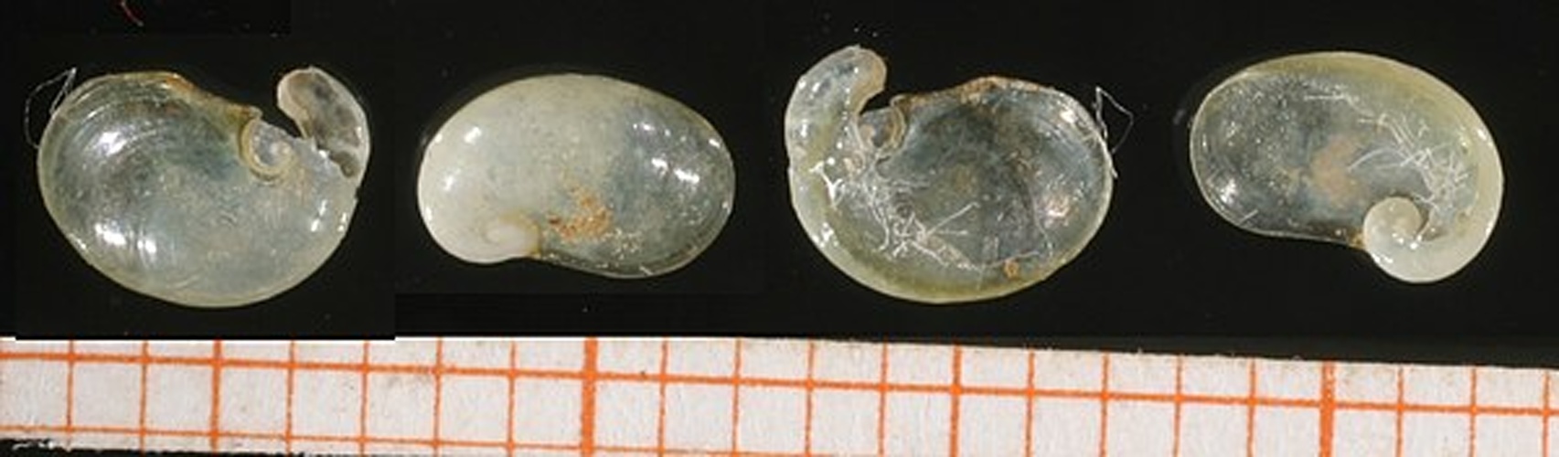 Semilimax semilimax &copy; Francisco Welter-Schultes <a rel="nofollow" class="external text" href="http://www.animalbase.uni-goettingen.de/zooweb/servlet/AnimalBase/home/collaborator?id=7">permission</a>