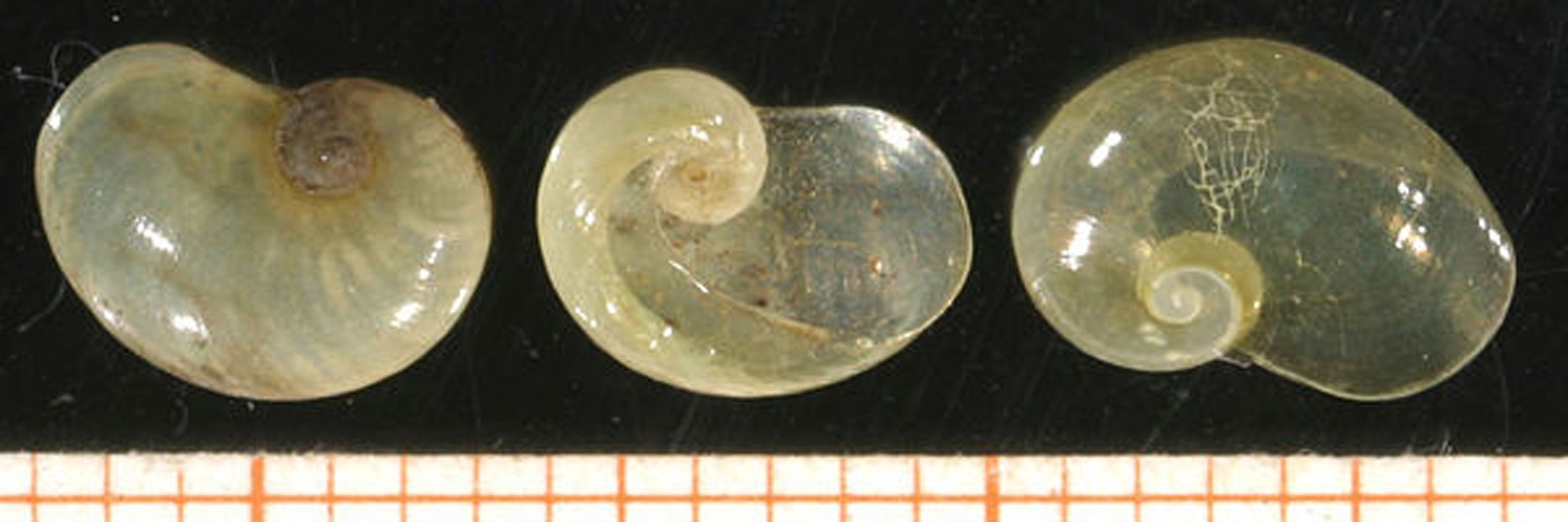 Eucobresia diaphana &copy; <a rel="nofollow" class="external text" href="http://www.animalbase.uni-goettingen.de/zooweb/servlet/AnimalBase/home/collaborator?id=7">Francisco Welter Schultes</a>
