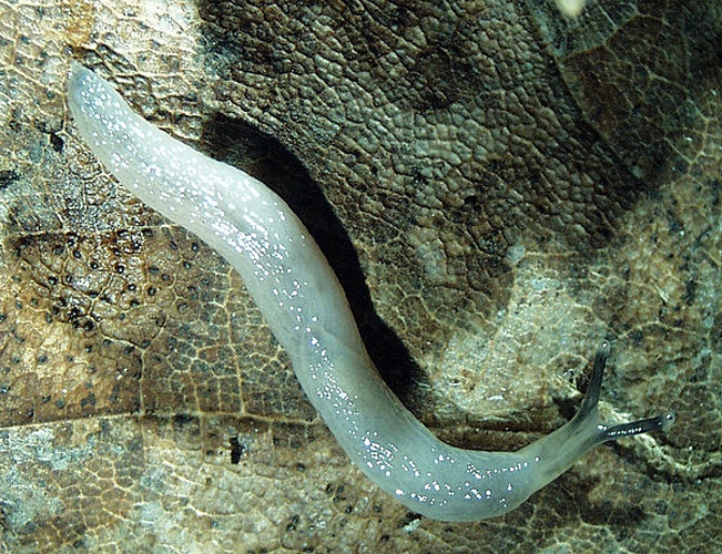 Boettgerilla pallens © Jozef Grego