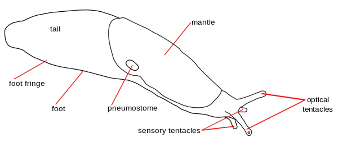 Deroceras agreste &copy; <bdi><a href="https://www.wikidata.org/wiki/Q58300160" class="extiw" title="d:Q58300160">Michal Maňas</a>
</bdi>