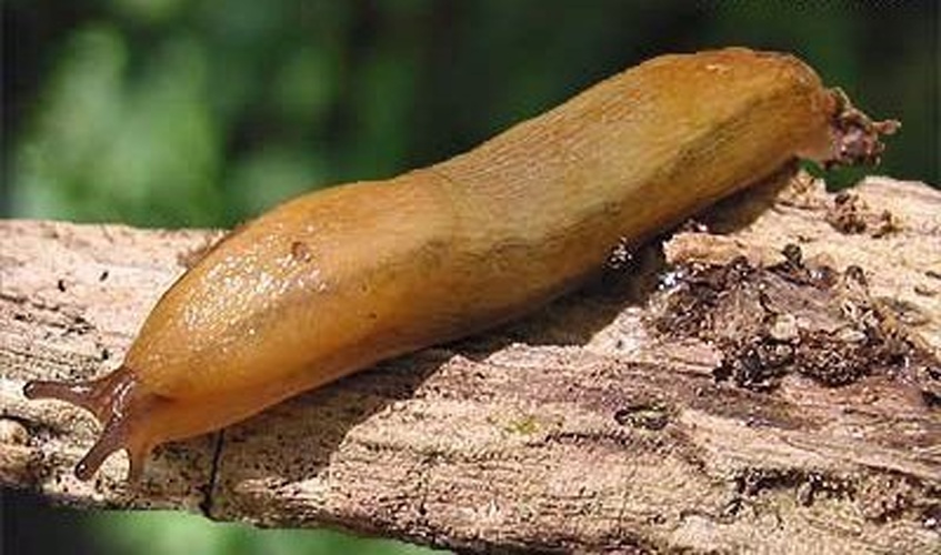 Arion fuscus &copy; Erik Veldhuis; modified by Tom Meijer