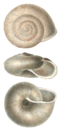 Norelona pyrenaica © A. M. and M. L.