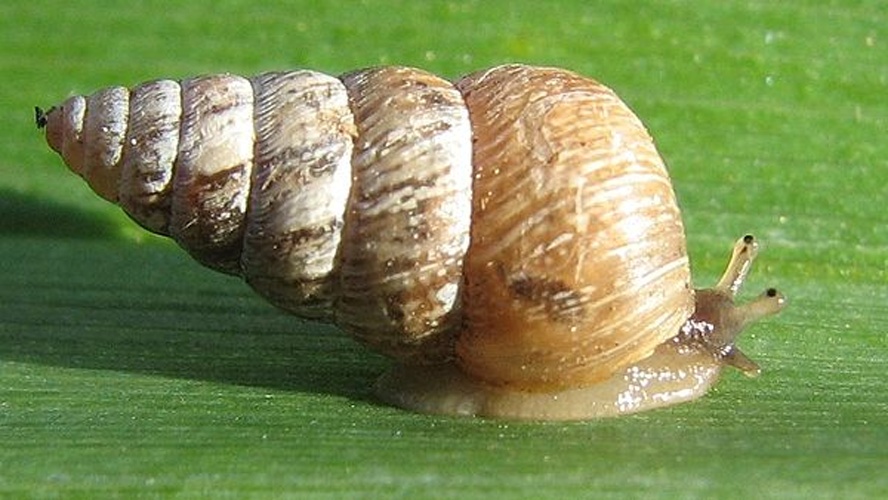 Cochlicella barbara &copy; <a rel="nofollow" class="external text" href="https://www.flickr.com/photos/botheredbybees/">BotheredByBees</a>