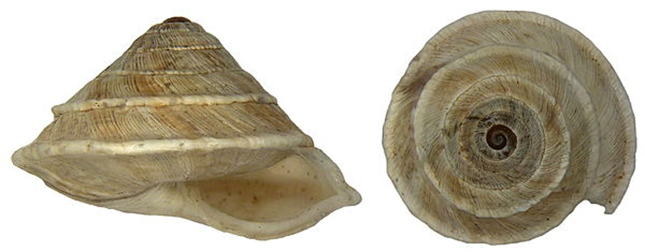 Trochoidea elegans © <a rel="nofollow" class="external text" href="https://www.flickr.com/people/30703260@N08">Udo Schmidt</a> from Deutschland