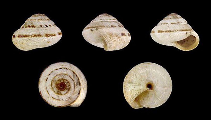 Trochoidea pyramidata &copy; H. Zell