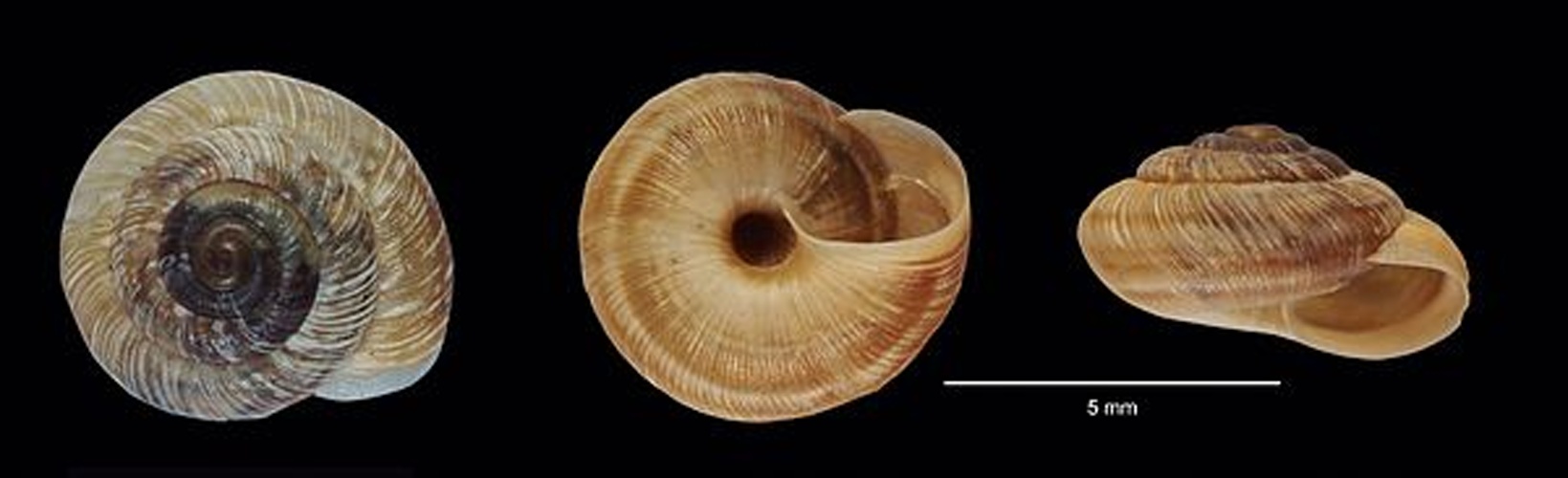 Xerocrassa penchinati © Xavier Santos, Vicenç Bros &amp; Elisabet Ros