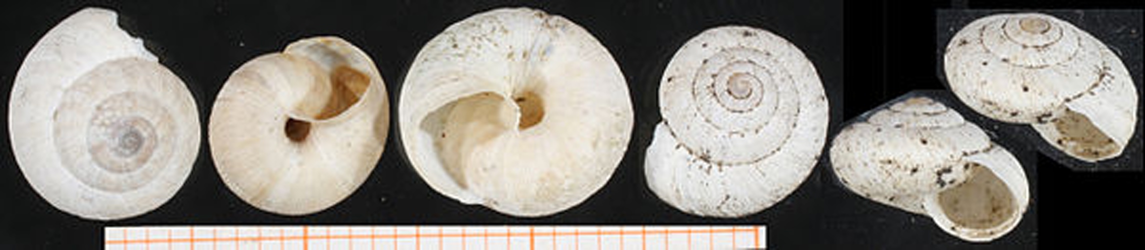 Helicella bolenensis &copy; Francisco Welter Schultes <a rel="nofollow" class="external text" href="http://www.animalbase.uni-goettingen.de/zooweb/servlet/AnimalBase/home/collaborator?id=7">see here</a>