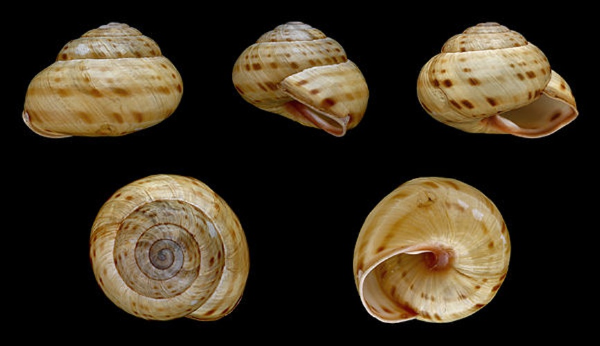 Cepaea sylvatica © H. Zell