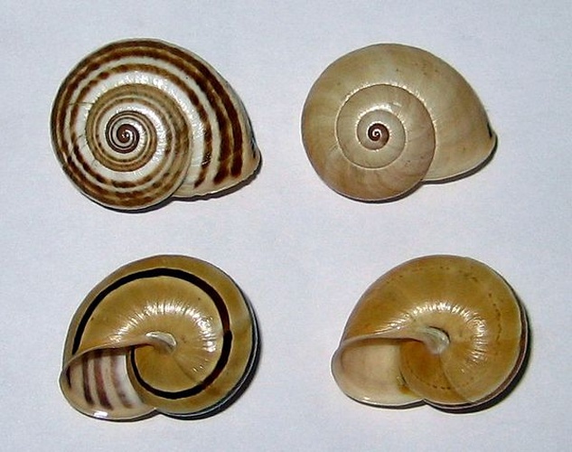 Pseudotachea splendida &copy; <a href="//commons.wikimedia.org/wiki/User:Xvazquez" title="User:Xvazquez">Xvazquez</a>