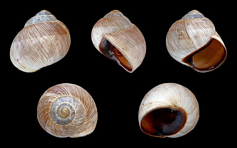 Helix melanostoma © H. Zell