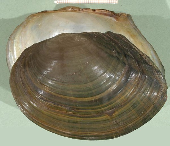 Sinanodonta woodiana &copy; Francisco Welter Schultes