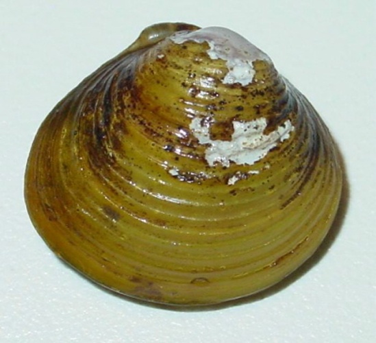 Corbicula fluminea © USGS