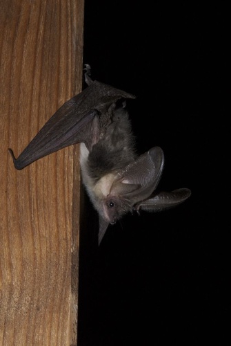 Plecotus macrobullaris © Karol Tabarelli de Fatis/MUSE