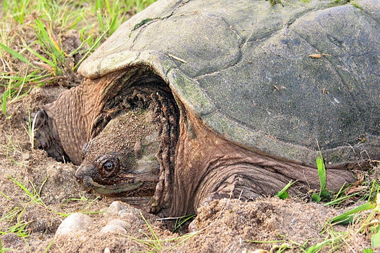 Common snapping turtle © <a href="//commons.wikimedia.org/w/index.php?title=User:Moondigger&amp;action=edit&amp;redlink=1" class="new" title="User:Moondigger (page does not exist)">User:Moondigger</a>