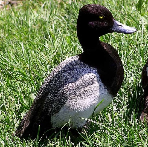 Lesser Scaup &copy; <a href="https://en.wikipedia.org/wiki/User:Arpingstone" class="extiw" title="en:User:Arpingstone">Adrian Pingstone</a> at <a class="external text" href="http://en.wikipedia.org">en.wikipedia</a>