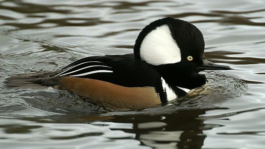 hooded merganser © <a href="//commons.wikimedia.org/wiki/User:Ken_Billington" title="User:Ken Billington">Ken Billington</a>