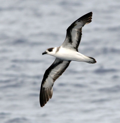 Black-capped Petrel © Patrick Coin (<a href="//commons.wikimedia.org/wiki/User:Cotinis" title="User:Cotinis">Patrick Coin</a>)