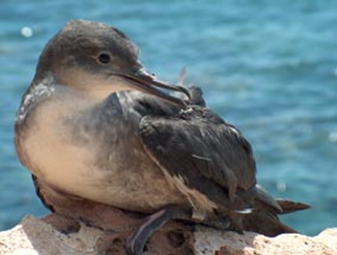 Puffinus mauretanicus © Conselleria de Medi Ambient i Mobilitat, Govern des Illes Balears