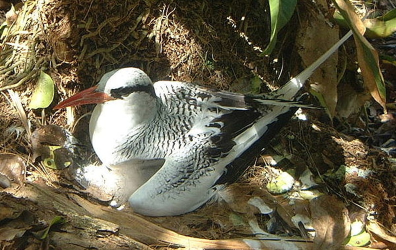 Red-billed Tropicbird © <a href="https://en.wikipedia.org/wiki/User:Jimfbleak" class="extiw" title="en:User:Jimfbleak">Jimfbleak</a> First uploaded to en-wikipedia at 05:02, 3 April 2005 by Jimfbleak