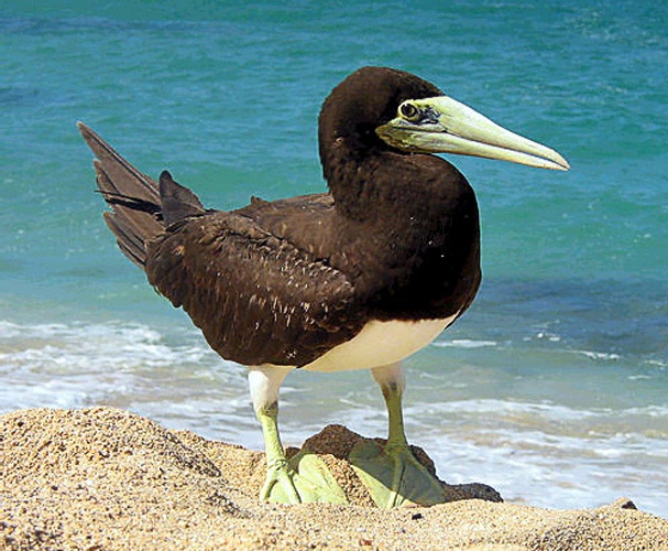 Brown Booby © 