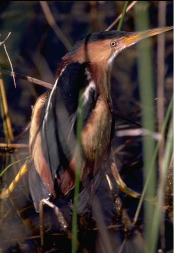 Least Bittern &copy; R. Bennetts