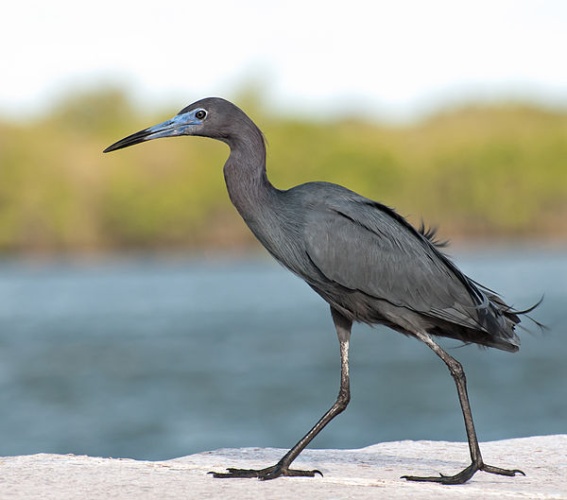 Little Blue Heron &copy; <a rel="nofollow" class="external text" href="https://www.flickr.com/photos/10786455@N00">Dario Sanches</a> from São Paulo, Brazil