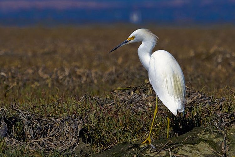 Snowy Egret &copy; mikebaird