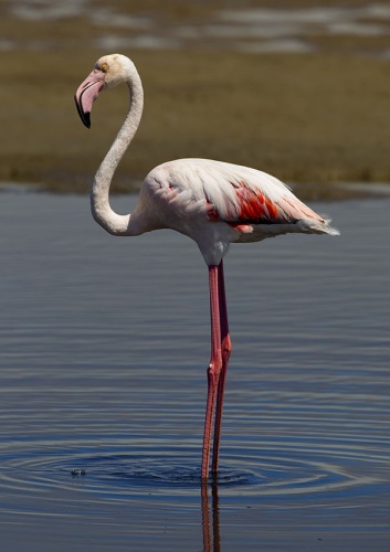 Greater Flamingo &copy; <a href="//commons.wikimedia.org/wiki/User:Yathin_sk" title="User:Yathin sk">Yathin S Krishnappa</a>